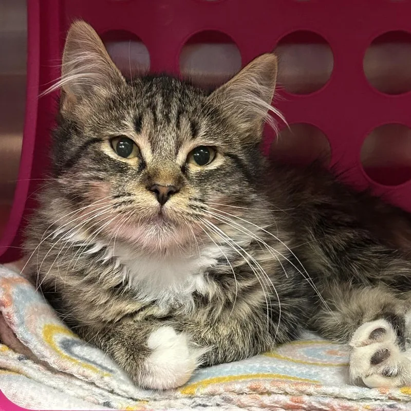A baby small-sized female Brown / Chocolate Domestic Medium Hair cat named Violet for adoption in Keizer, OR