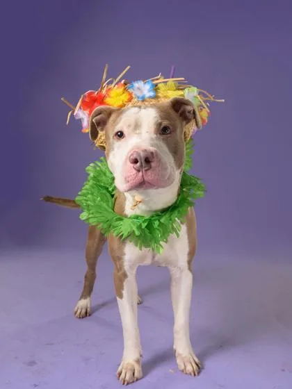 An adult large-sized male Mixed Breed dog named Franklyn for adoption in Atlanta, GA