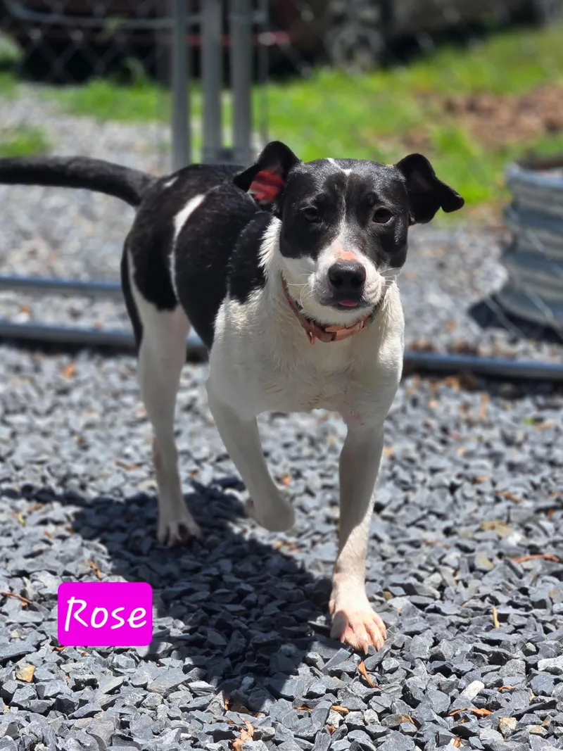 A young medium-sized female Fox Terrier dog named Rose for adoption in Albemarle, NC