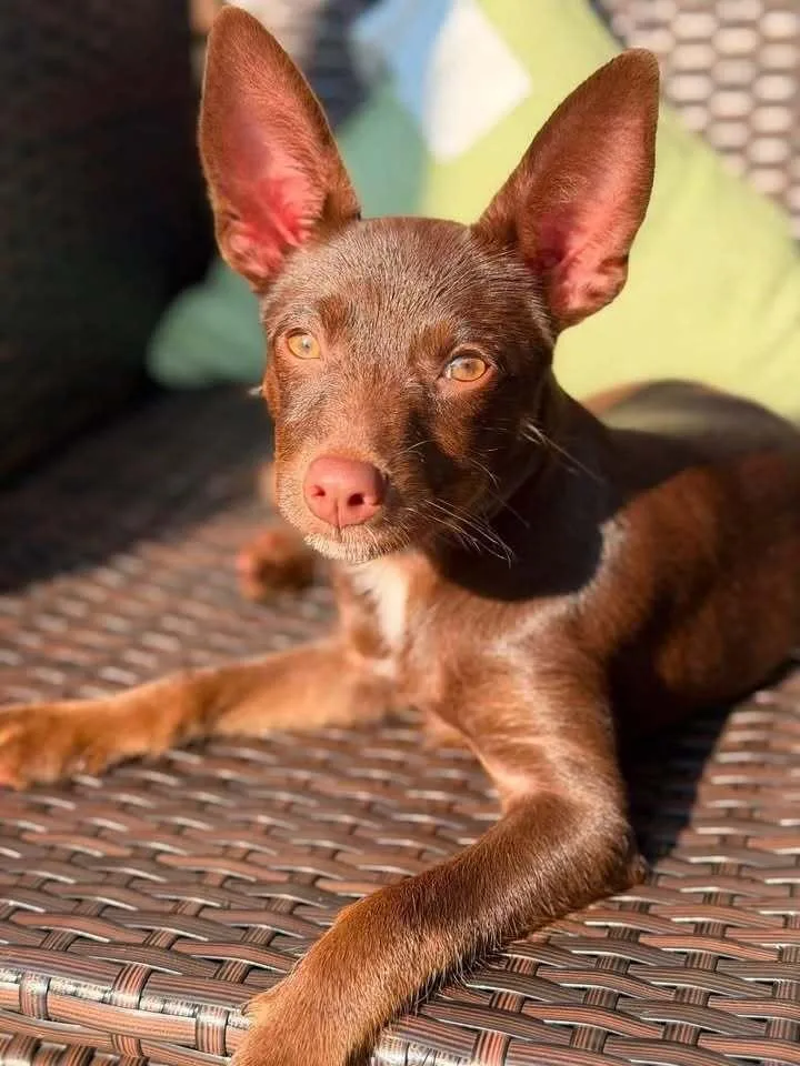 A baby small-sized female Brown / Chocolate Terrier dog named Licorice Lovely for adoption in Saugus, MA