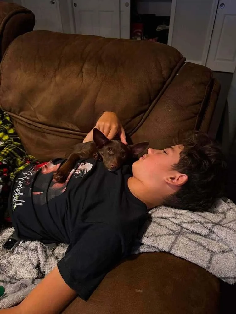 Licorice Lovely thumbnail 2