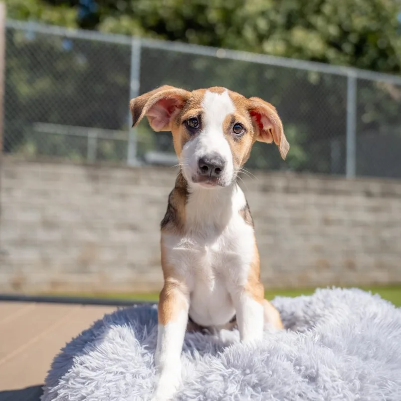 A baby medium-sized female Gray / Blue / Silver Husky dog named Lucy for adoption in Gainesville, GA