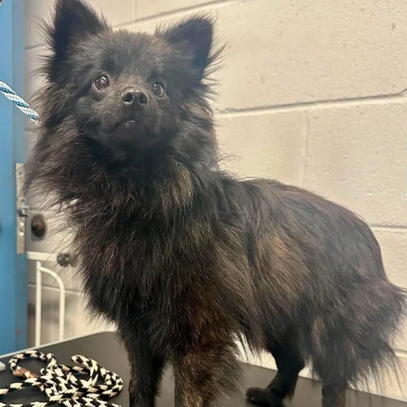 A young small-sized male Black Pomeranian dog named Maxx D for adoption in Princeton, MN