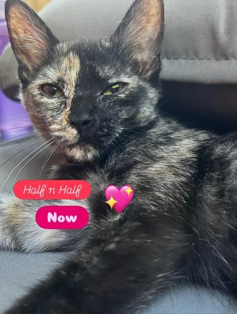 A baby medium-sized female Tortoiseshell Domestic Short Hair cat named Daphne & Half n for adoption in Springfield, OR
