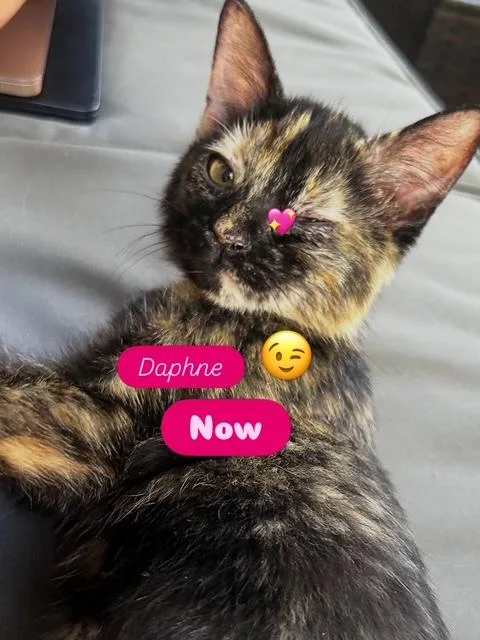 Daphne & Half n thumbnail 3