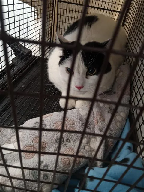 An adult large-sized female Domestic Short Hair cat named Pochi for adoption in Los Angeles, CA