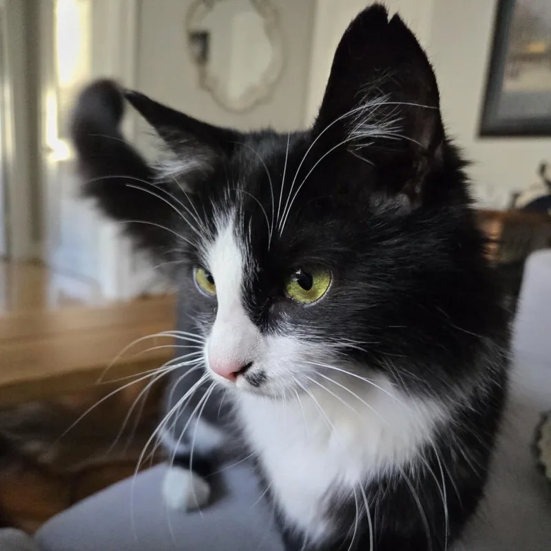 A young medium-sized female Black Domestic Short Hair cat named Model Sisters: Cindy for adoption in Washington, DC