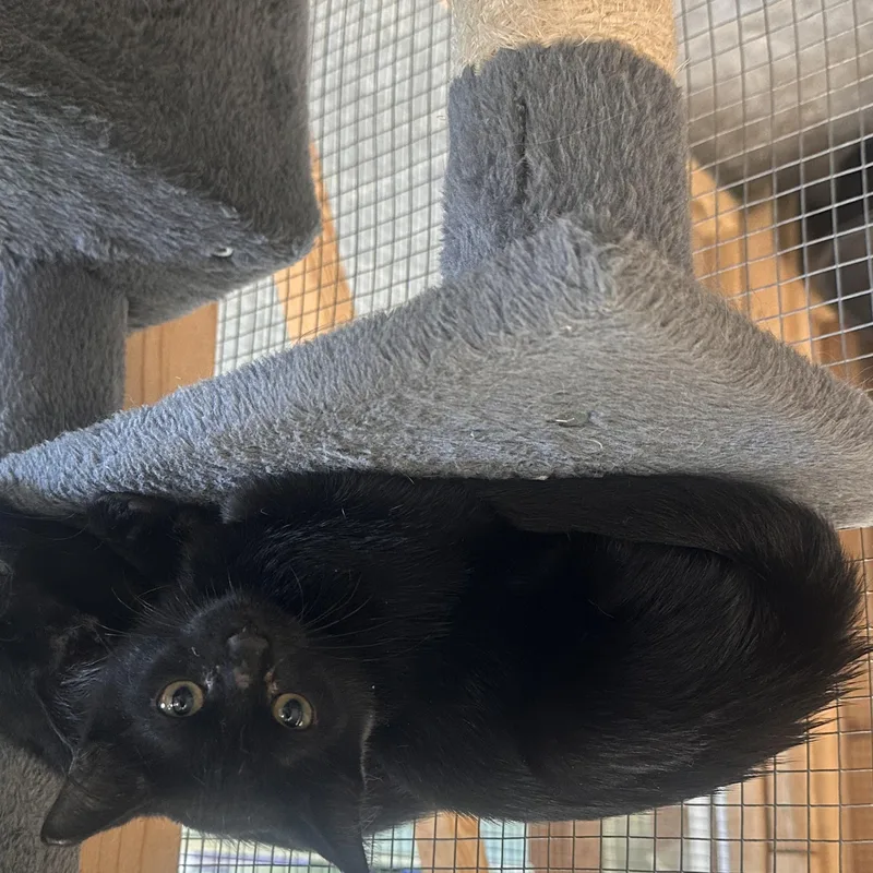 A young medium-sized female Black Domestic Short Hair cat named Starlight for adoption in Englewood, FL