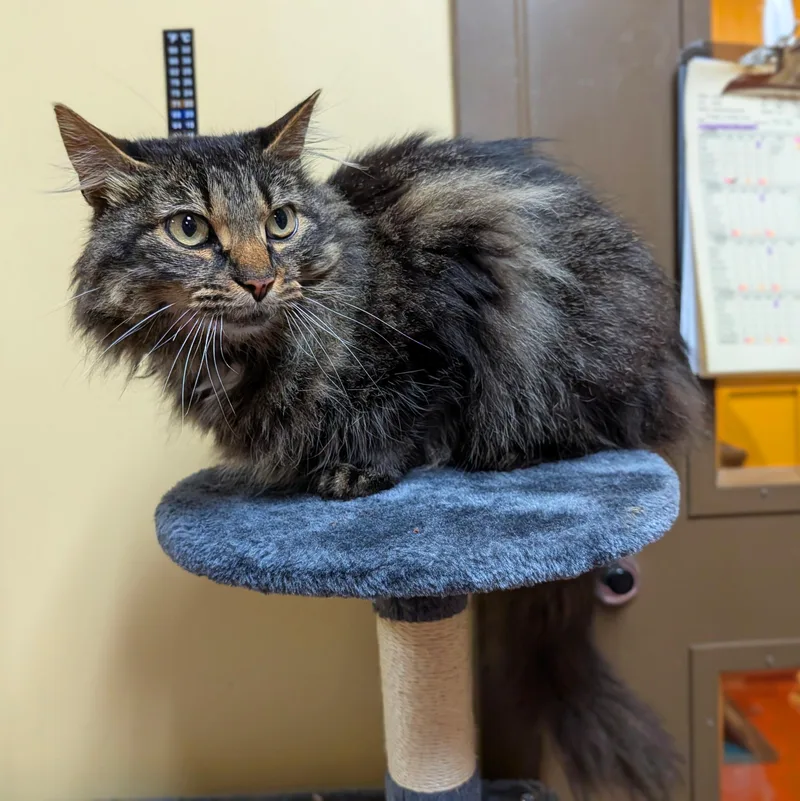 An adult medium-sized male Tabby (Brown / Chocolate) Domestic Long Hair cat named Klobber for adoption in Accident, MD