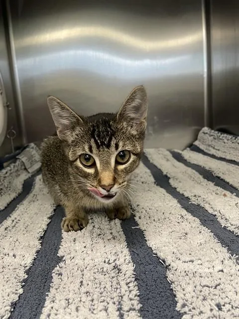 A baby small-sized male Domestic Medium Hair cat named Thomas for adoption in Dallas, TX