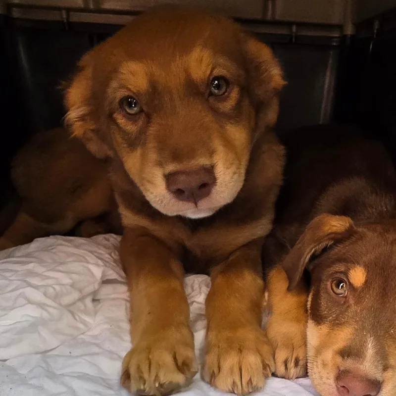 A baby medium-sized female Brown / Chocolate Labrador Retriever dog named Belle for adoption in Goltry, OK
