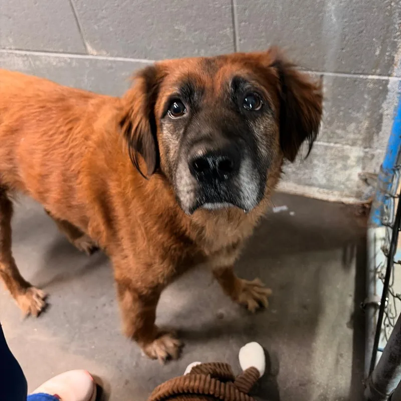 A senior large-sized male Black German Shepherd Dog dog named Adam for adoption in Franklin, NC