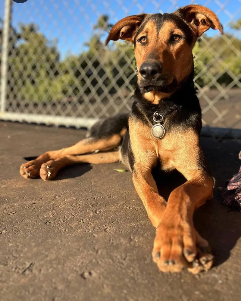 A young medium-sized male Golden German Shepherd Dog dog named Dobby for adoption in Oceanside , CA