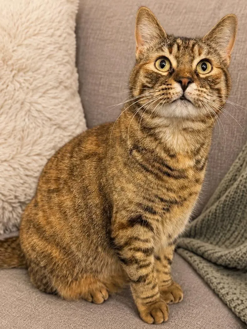 A young medium-sized female Tabby (Brown / Chocolate) Domestic Short Hair cat named Eiyra for adoption in Sioux Falls, SD