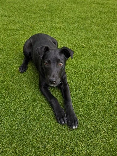 A young small-sized male Australian Cattle Dog / Blue Heeler dog named Oreo for adoption in Lancaster, CA