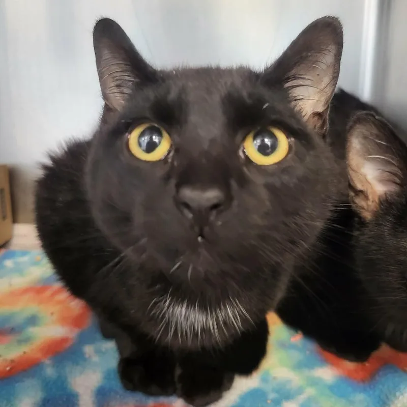 A young medium-sized male Black Domestic Short Hair cat named Floyd for adoption in Martinsville, VA