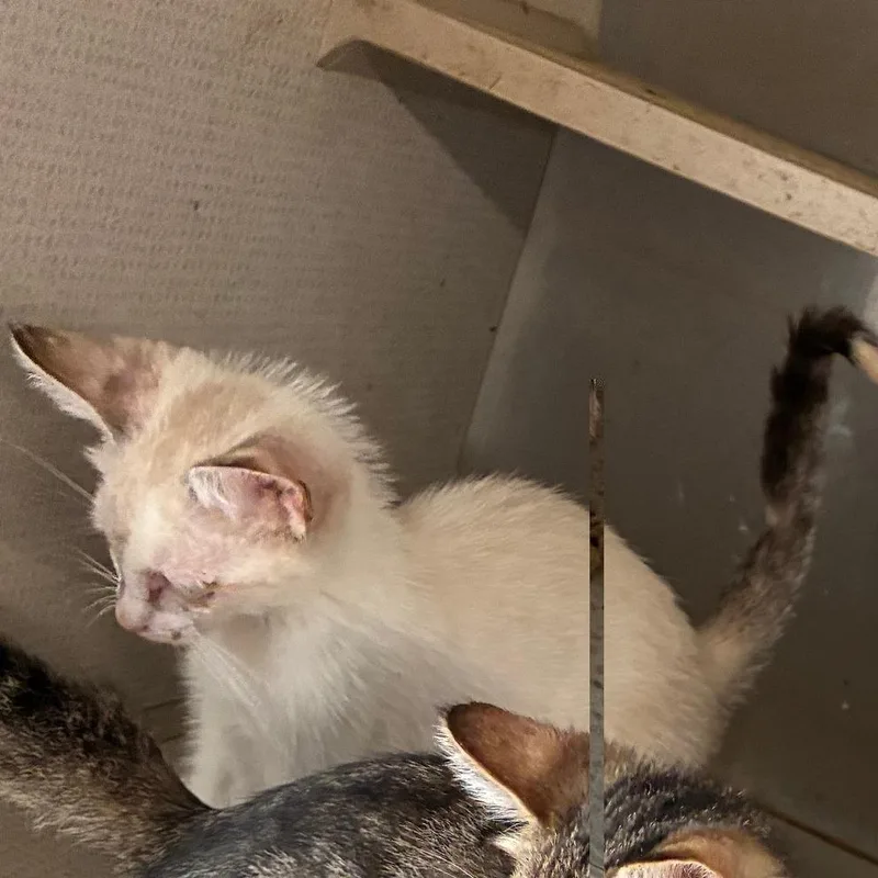 A baby small-sized female Cream / Ivory Domestic Short Hair cat named Gummy Bear for adoption in Austin, TX