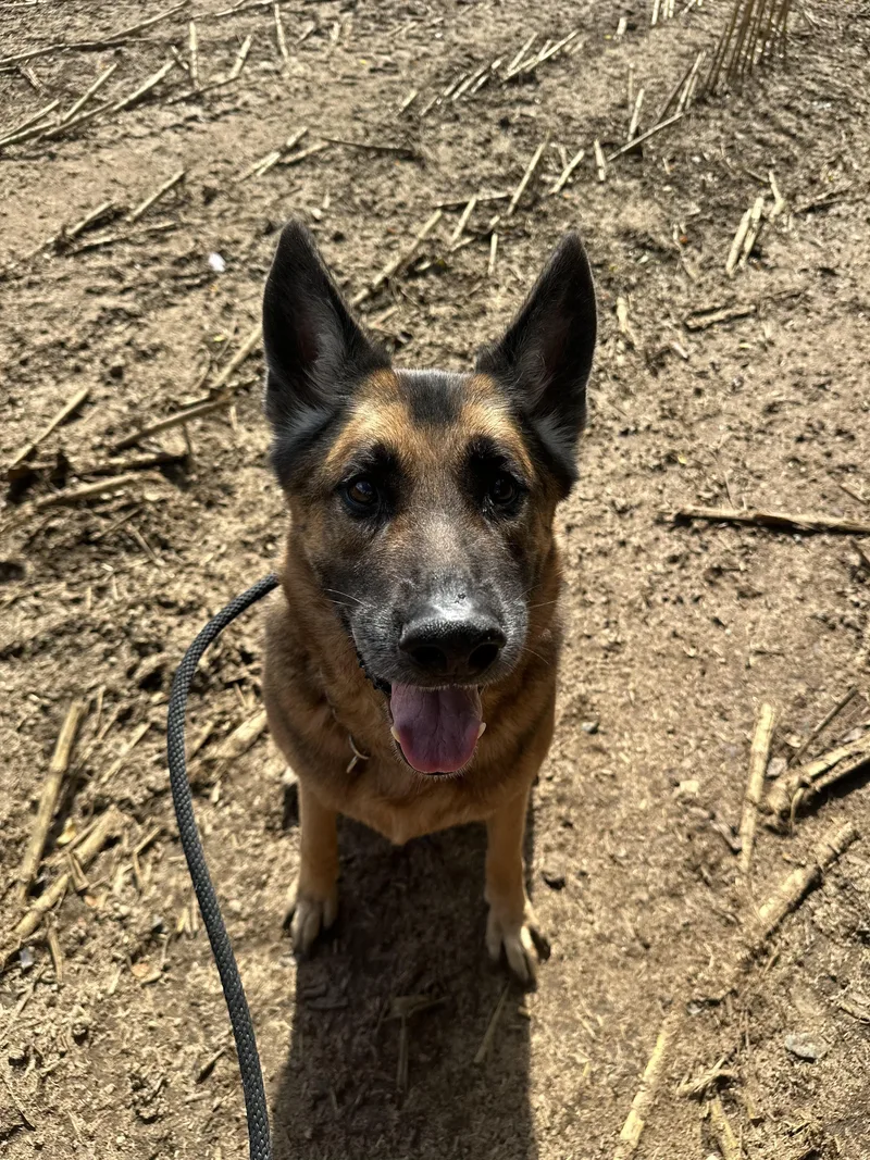 An adult extra large-sized male German Shepherd Dog dog named Woofus for adoption in Myerstown, PA