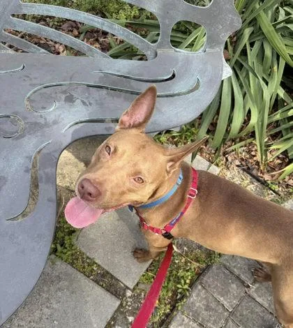 An adult medium-sized female Mixed Breed dog named Nova Keyana for adoption in Fairfax, VA