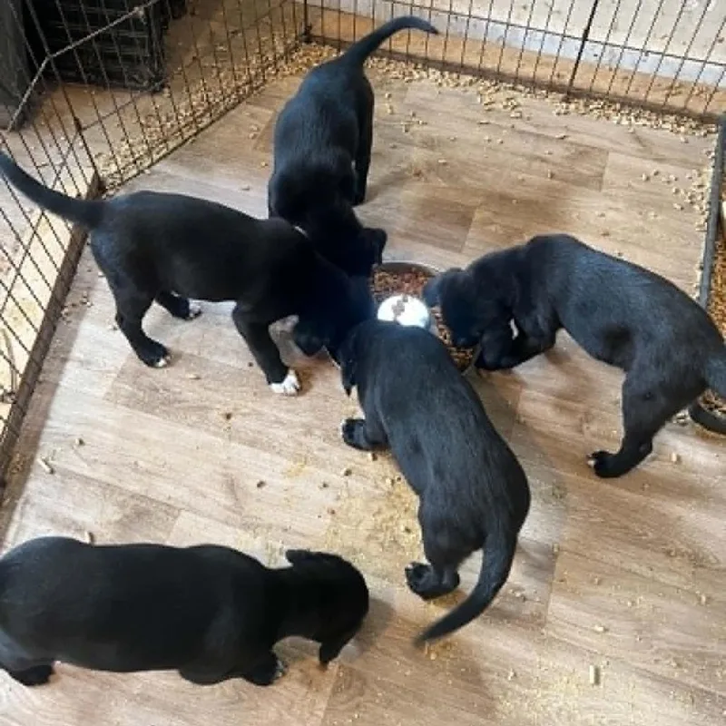 A baby small-sized female Black Labrador Retriever dog named Sporty Spice for adoption in Nashville, TN