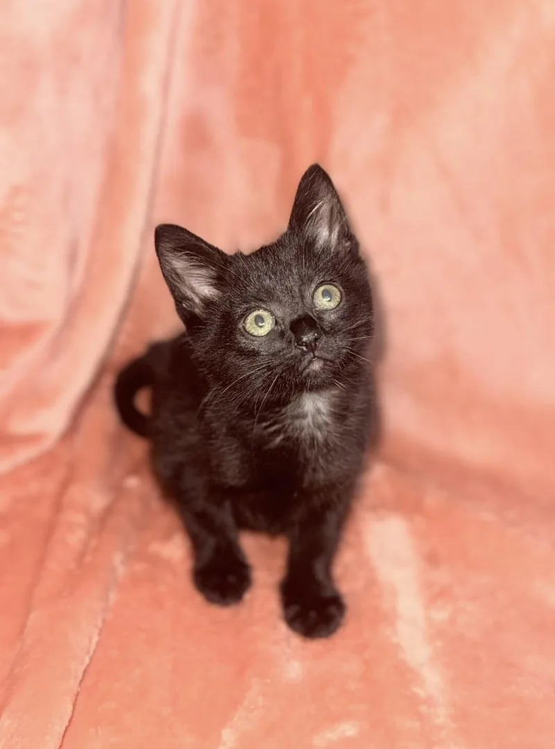 A young medium-sized female Black Domestic Short Hair cat named Charlotte for adoption in North Babylon, NY