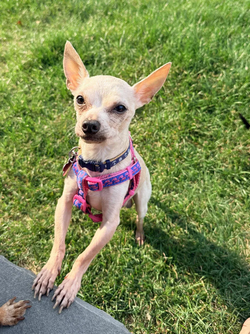 An adult small-sized male Chihuahua dog named Biscuit Hogan for adoption in Saunderstown, RI