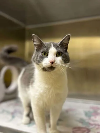 A baby small-sized female Domestic Short Hair cat named Molly for adoption in Munster, IN