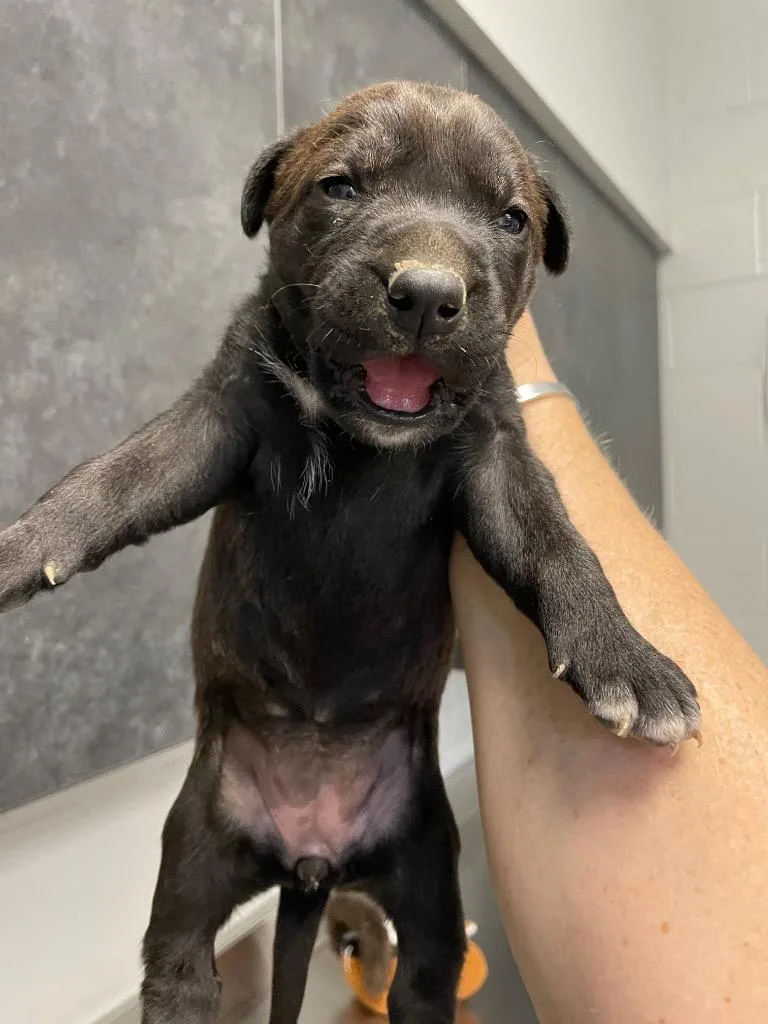 A baby large-sized female Mixed Breed dog named Tote pup for adoption in Henderson, NC