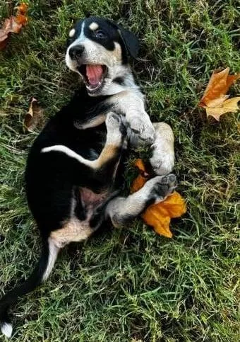 A baby medium-sized female Hound dog named Maple for adoption in Oklahoma City, OK