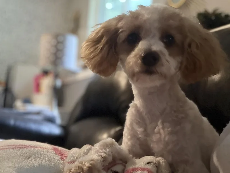 Teddy thumbnail 2