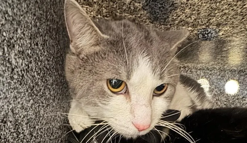 An adult medium-sized male Domestic Short Hair cat named Crescent for adoption in Cincinnati, OH