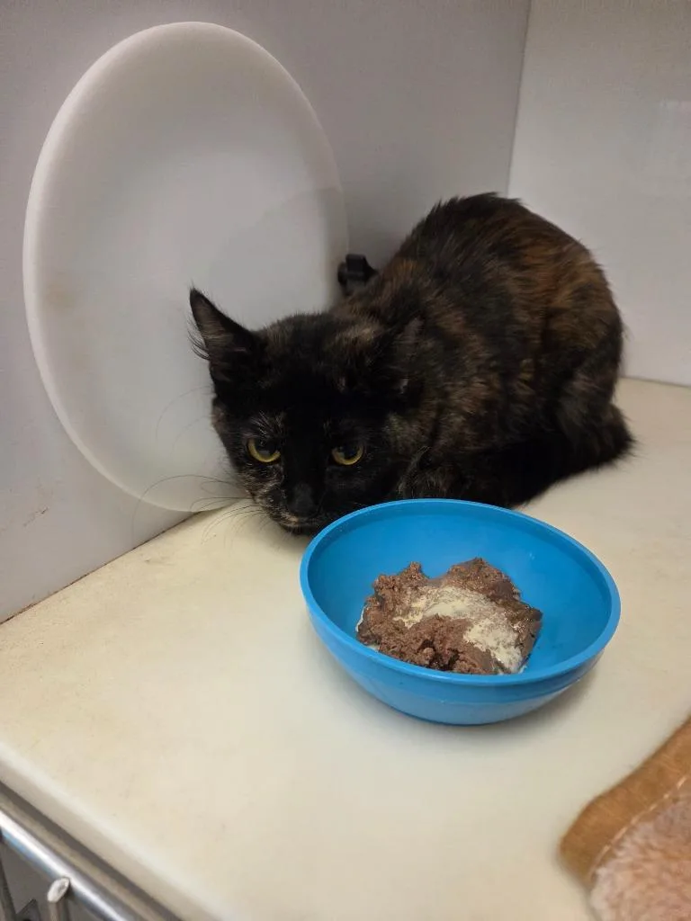 A young large-sized female Domestic Short Hair cat named Ivy for adoption in Bossier City, LA