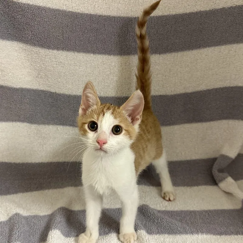 A baby small-sized male Orange / Red Domestic Short Hair cat named Damon for adoption in Newberg, OR