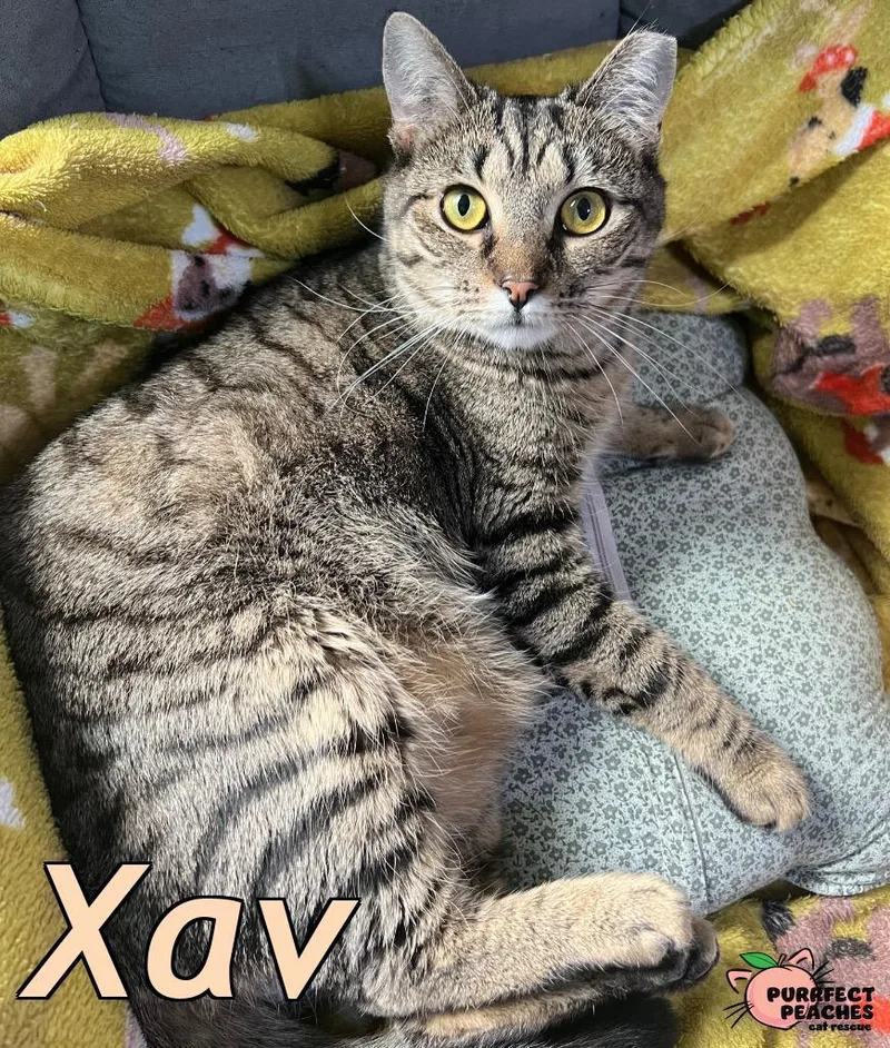 A young medium-sized male Domestic Short Hair cat named Xav for adoption in Douglasville, GA