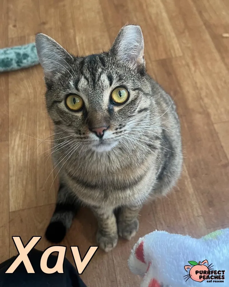 Xav thumbnail 2