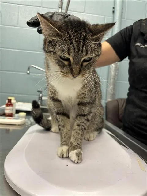 A senior medium-sized female Domestic Short Hair cat named Sissy for adoption in Corpus Christi, TX