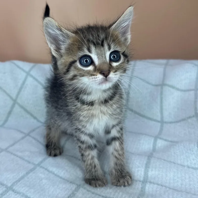 A baby small-sized female Brown / Chocolate Domestic Short Hair cat named Mayfly for adoption in San Antonio, TX