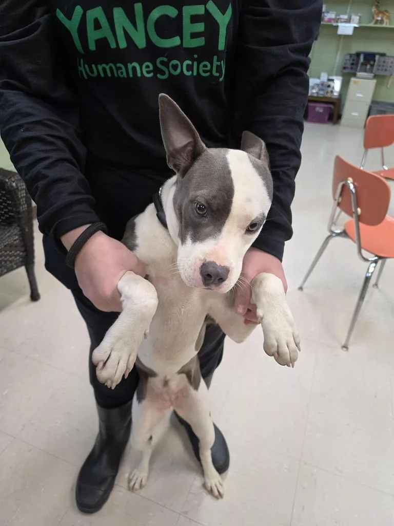A baby medium-sized female American Staffordshire Terrier dog named Beth for adoption in Burnsville, NC