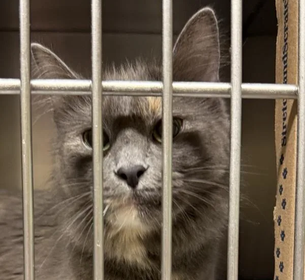 An adult medium-sized female Domestic Medium Hair cat named Sophie for adoption in Troutdale, OR