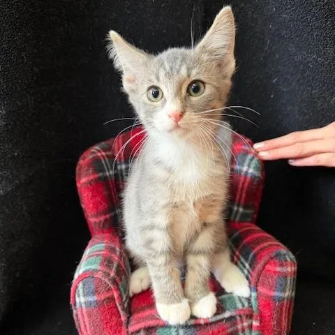A baby small-sized female Brown / Chocolate Domestic Short Hair cat named Prissy for adoption in Houston, TX