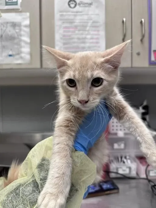 A baby small-sized male Domestic Short Hair cat named Arthur for adoption in Las Vegas, NV