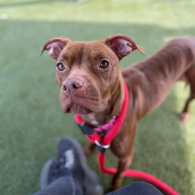 A young medium-sized female Brown / Chocolate Mixed Breed dog named Sunflower for adoption in Philadelphia, PA