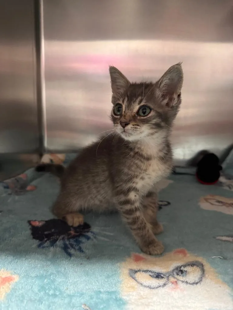 A baby small-sized male Domestic Short Hair cat named Peanut for adoption in Labelle, FL