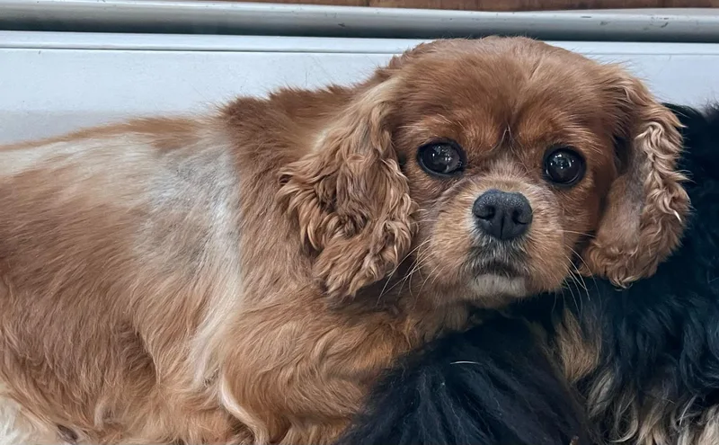 An adult small-sized female Cavalier King Charles Spaniel dog named Mabel for adoption in Danville, VT