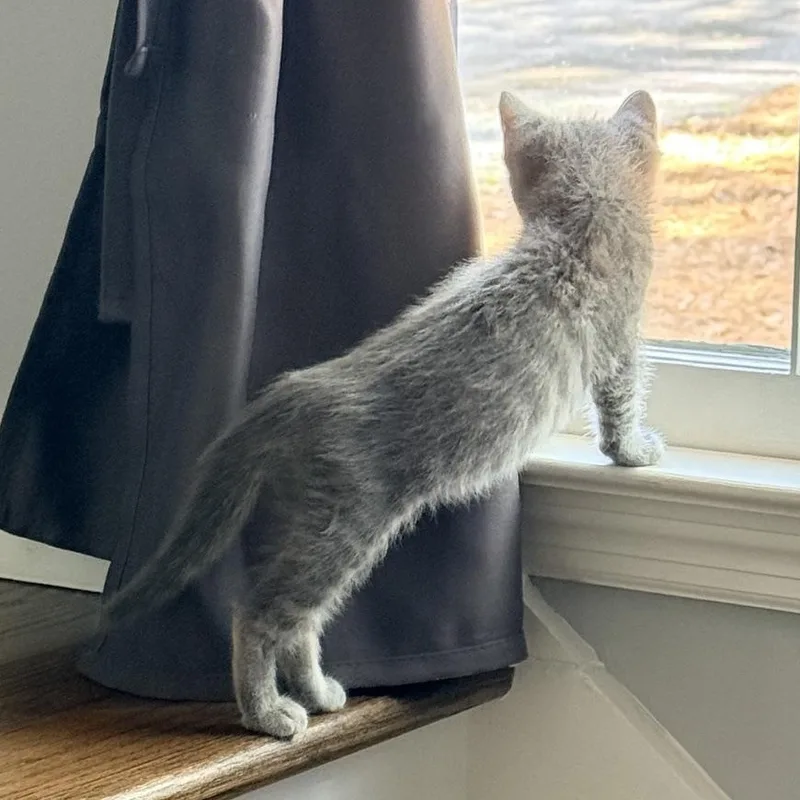 A baby medium-sized male Tabby (Gray / Blue / Silver) Domestic Short Hair cat named Edwards  Athens GA for adoption in Greensboro, GA