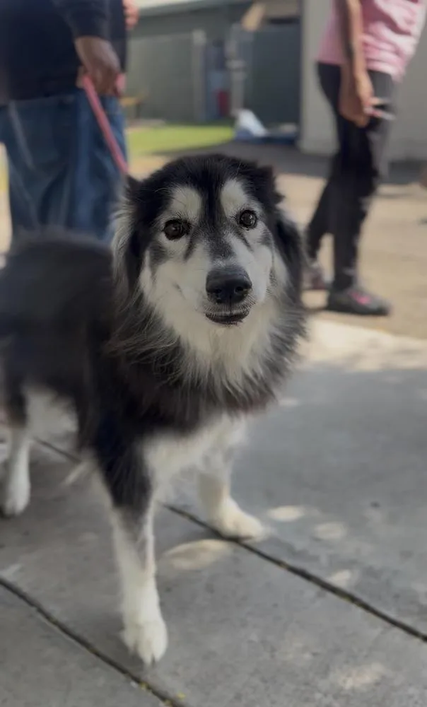 A young medium-sized female Alaskan Malamute dog named Opal for adoption in ventura, CA