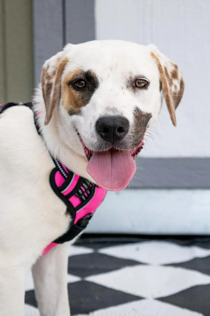 A baby medium-sized female Mixed Breed dog named Rue for adoption in Savage, MN