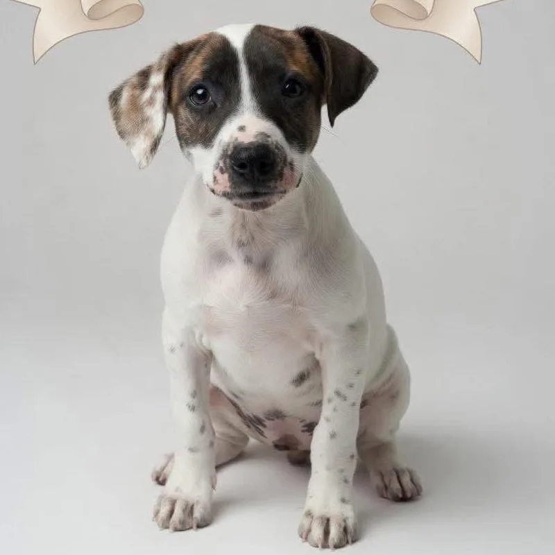 A young medium-sized female Jack Russell Terrier dog named Rory for adoption in Merriam, KS