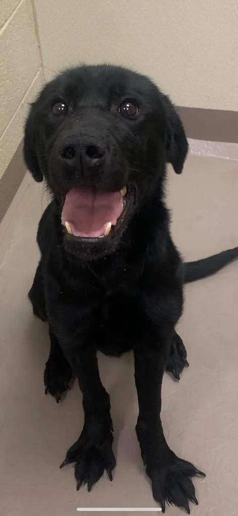 An adult medium-sized male Labrador Retriever dog named Cheerio for adoption in Christiansburg, VA