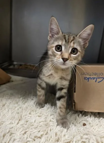 A baby small-sized female Domestic Short Hair cat named Daphne for adoption in Honolulu, HI